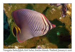 Triangular Butterflyfish