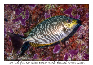 Java Rabbitfish