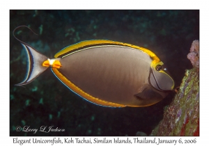 Elegant Unicornfish