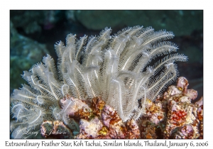 Extraordinary Feather Star