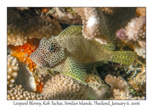 Leopard Blenny