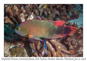 Tripletail Wrasse