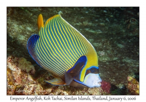 Emperor Angelfish