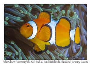 False Clown Anemonefish