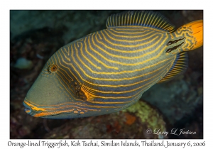 Orange-lined Triggerfish variation