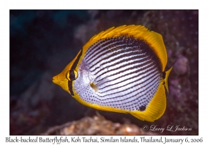 Black-backed Butterflyfish