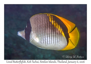 Lined Butterflyfish