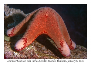 Granular Sea Star