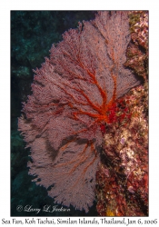 Sea Fan