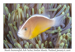 Skunk Anemonefish