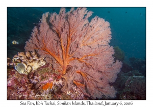 Sea Fan