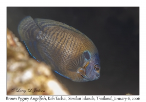 Brown Pygmy Angelfish