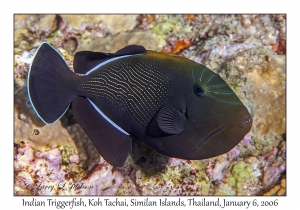 Indian Triggerfish