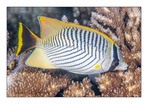 Chevroned Butterflyfish