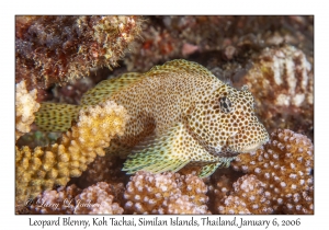 Leopard Blenny