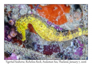 Tigertail Seahorse