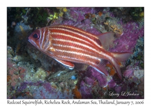 Redcoat Squirrelfish