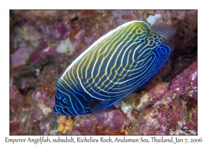 Emperor Angelfish subadult