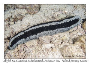 Lollyfish Sea Cucumber