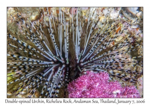 Double-spined Urchin