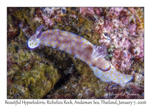 Beautiful Hypselodoris