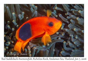 Red Saddleback Anemonefish