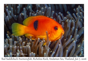 Red Saddleback Anemonefish