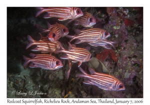 Redcoat Squirrelfish