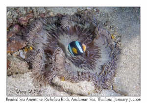 Beaded Sea Anemone