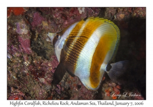 Highfin Coralfish