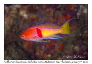 Redbar Anthias male