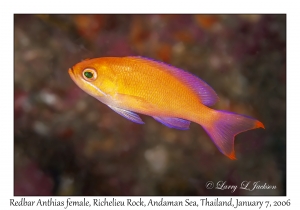 Redbar Anthias female