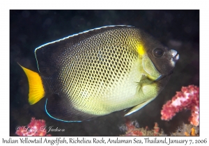 Indian Yellowtail Angelfish