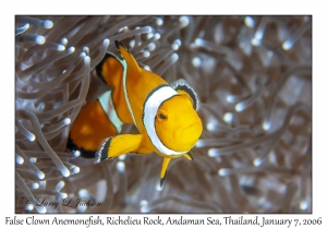 False Clown Anemonefish