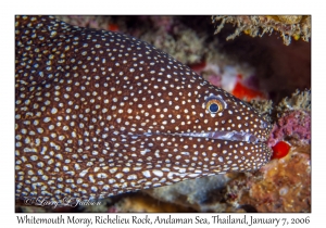 Whitemouth Moray