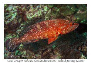 Coral Grouper