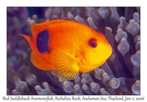 Red Saddleback Anemonefish