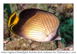 Indian Vagabond Butterflyfish