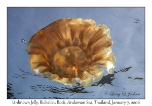 Unknown Jelly