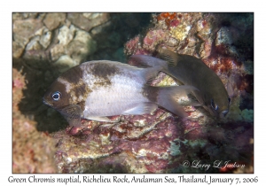 Green Chromis nuptial