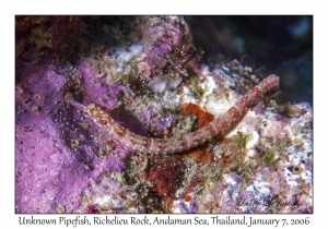 Unknown Pipefish