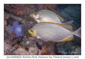 Java Rabbitfish