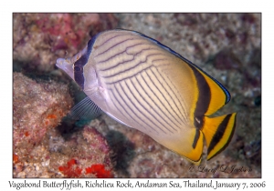 Vagabond Butterflyfish