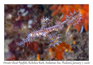 Ornate Ghost Pipefish