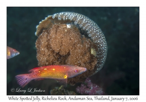 White Spotted Jelly