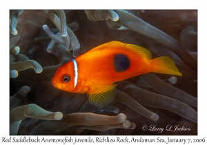 Red Saddleback Anemonefish juvenile