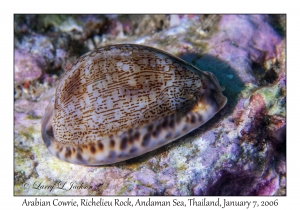 Arabian Cowrie