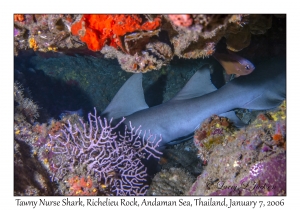 Tawny Nurse Shark