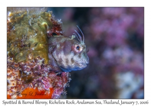 Spottted & Barred Blenny