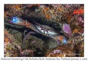 Unknown Swimming Crab